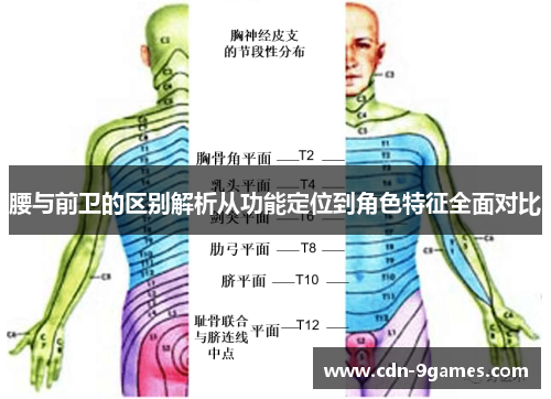 腰与前卫的区别解析从功能定位到角色特征全面对比